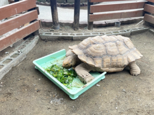 桂浜水族館