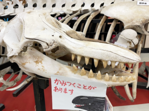 桂浜水族館