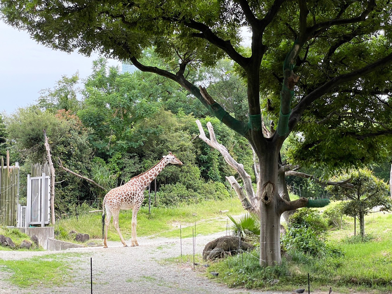 天王寺動物園