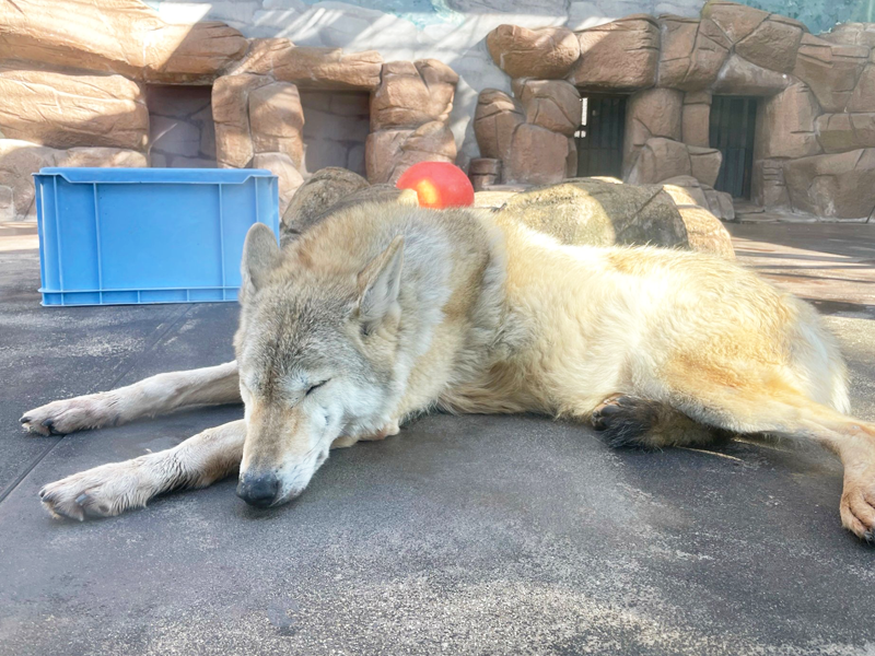 天王寺動物園