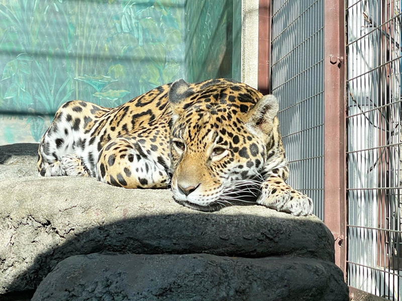 天王寺動物園