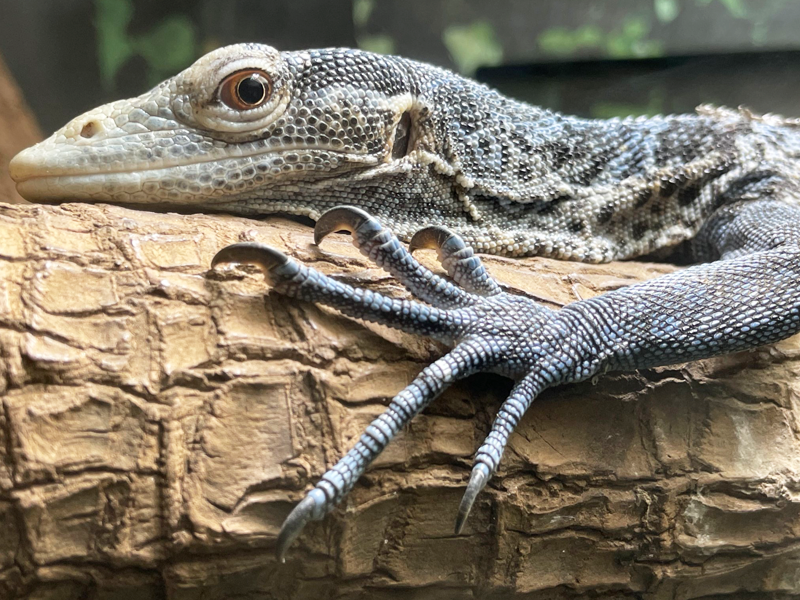 天王寺動物園