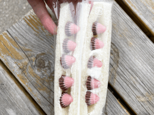 立山サンダーバード