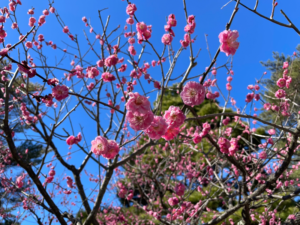 兼六園