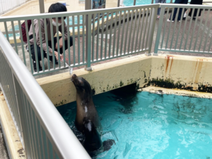桂浜水族館