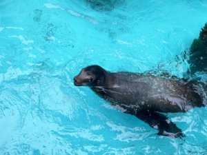 桂浜水族館