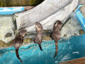 桂浜水族館