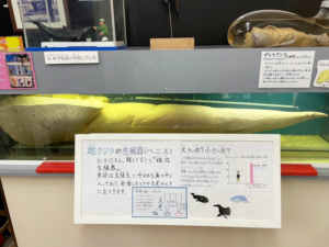 桂浜水族館