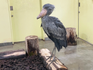 のいち動物公園