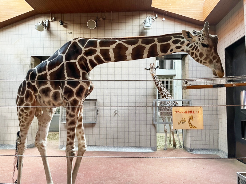 天王寺動物園