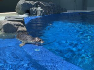 あそびーち
